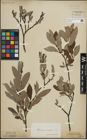 Foto von Salix lapponum L. x Salix silesiaca Willd.